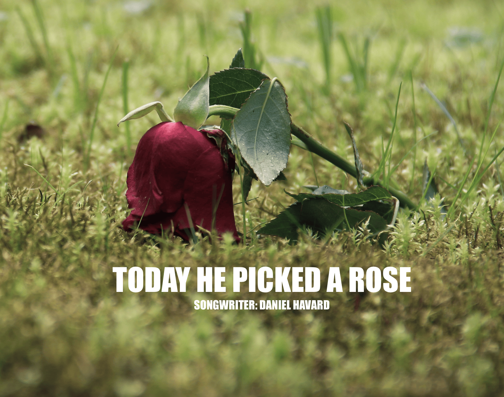 TODAY HE PICKED A ROSE cover